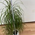ランキングキーワードに紐づく投稿画像-観葉植物