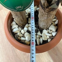 観葉植物　ドラセナ・マッサンゲアナ80㎝の画像