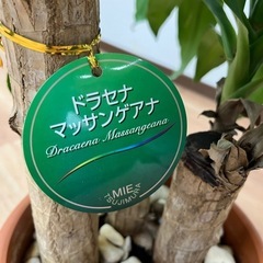 観葉植物　ドラセナ・マッサンゲアナ80㎝の画像