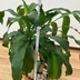 ランキングキーワードに紐づく投稿画像-観葉植物