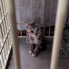 可愛い子猫の里親募集