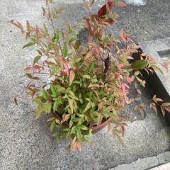 非対面🉑　南天の木の画像