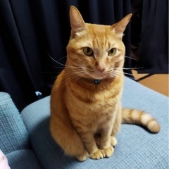 キジ猫君