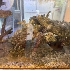 珊瑚石のライブロック　熱帯魚飼育　の画像