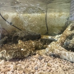 珊瑚石のライブロック　熱帯魚飼育　の画像