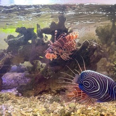 珊瑚石のライブロック　熱帯魚飼育　