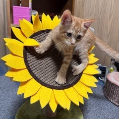 5月5日生まれ茶トラの男の子🐱