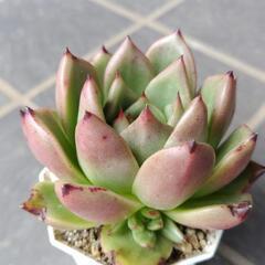 (お取引中)多肉植物　オールドエッグ　2025年7月8日の画像