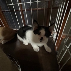寝るの大好きおっとりくん - 里親募集