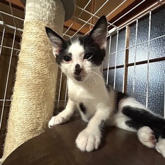 寝るの大好きおっとりくん - 猫