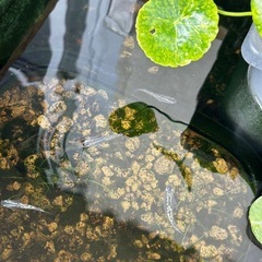 サファイアメダカ(成魚〜若魚)