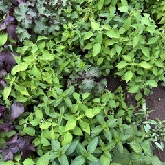すぐ収穫できる。タイバジル苗2本。の画像