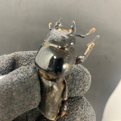スマトラオオヒラタ　メス単品の画像