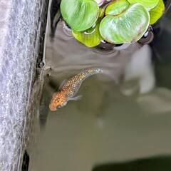 夜桜ゴールド稚魚〜若魚10尾セット　メダカの画像