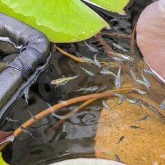 夜桜ゴールド稚魚〜若魚10尾セット　メダカの画像
