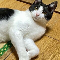 ふわふわハチワレ猫【かえで♂】※永年預かり対象猫