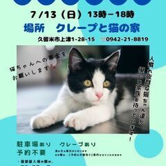 保護猫譲渡会7/13(日)