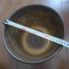 めだか　金魚　睡蓮　ビオトープに☆の画像