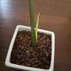 モンステラ　陶器の植木鉢付きの画像