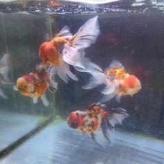 金魚 上物 東錦 3歳 4匹➕1 肉瘤  きんぎょ メダカ 錦鯉...