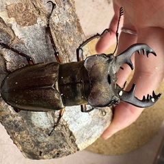 三重県産ミヤマクワガタ大型66.6㎜ペアの画像