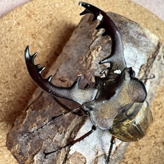 三重県産ミヤマクワガタ大型66.6㎜ペアの画像