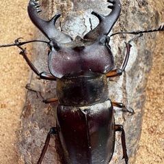 三重県産大型ミヤマクワガタ67.6㎜ペアの画像