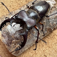 三重県産大型ミヤマクワガタ67.6㎜ペアの画像