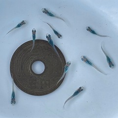 ブラックオパールシャドーメダカ 稚魚10匹 ※2025年生まれの画像