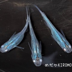 ブラックオパールシャドーメダカ 稚魚10匹 ※2025年生まれの画像