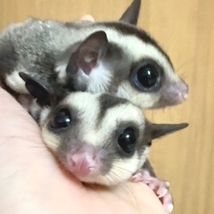 フクロモモンガ