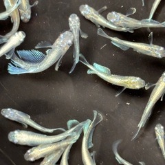 飼育終了品種　マリアージュKWFメダカ　めだか　幼魚　８匹５００円の画像
