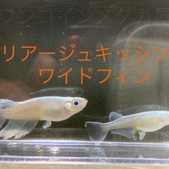 飼育終了品種　マリアージュKWFメダカ　めだか　幼魚　８匹５００円の画像