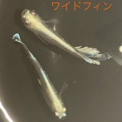 飼育終了品種　マリアージュKWFメダカ　めだか　幼魚　８匹５００円の画像