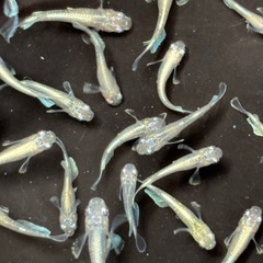 飼育終了品種　マリアージュKWFメダカ　めだか　幼魚　８匹５００円の画像