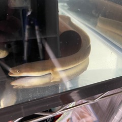 天然ニホンウナギの画像