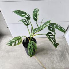 【希少B品】マドラカズラ斑入り