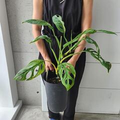 【希少B品】マドラカズラ斑入りの画像