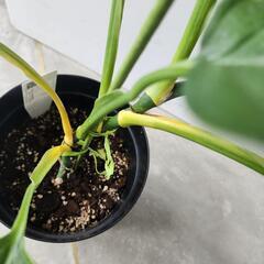 【希少B品】マドラカズラ斑入りの画像
