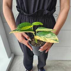 【希少】斑入り　モンステラ　カルステニアナム　ペルーの画像