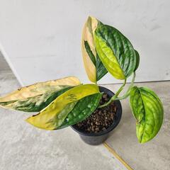 【希少】斑入り　モンステラ　カルステニアナム　ペルーの画像