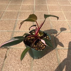 観葉植物フィルデンドロンプリンセスピンク　の画像