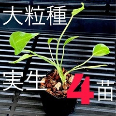 4苗（株）Ａ①
