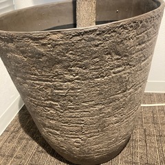 カシワバゴムの木　鉢付　の画像