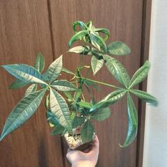A81 観葉植物 パキラの画像