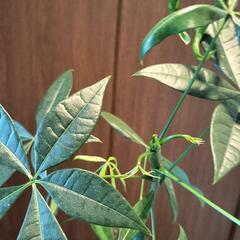 A81 観葉植物 パキラの画像