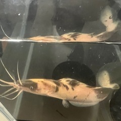 残り1匹。マーブルクララの画像