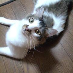 「保護猫」綺麗で優しい長毛いぶき君 里親募集