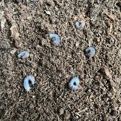 ★　オオクワ　幼虫　６頭の画像