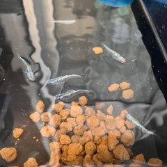 メダカ販売会inつきみ野　針子〜稚魚　卵のみの画像
